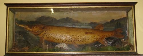 large stuffed and mounted pike in a glass case