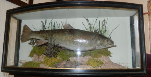 stuffed and mounted brown trout in bowfront case