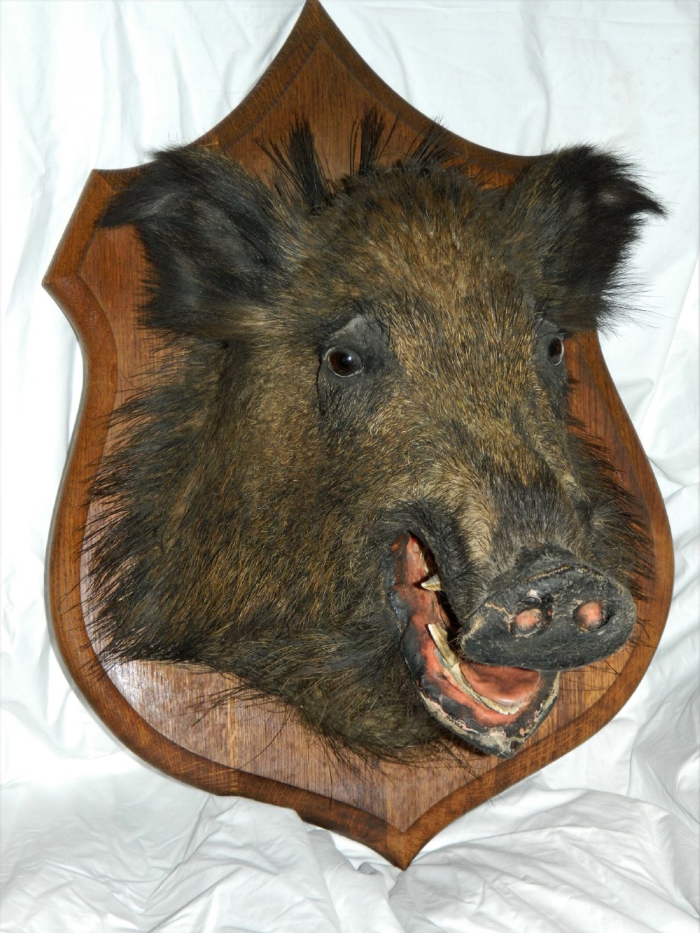 taxidermy boars head